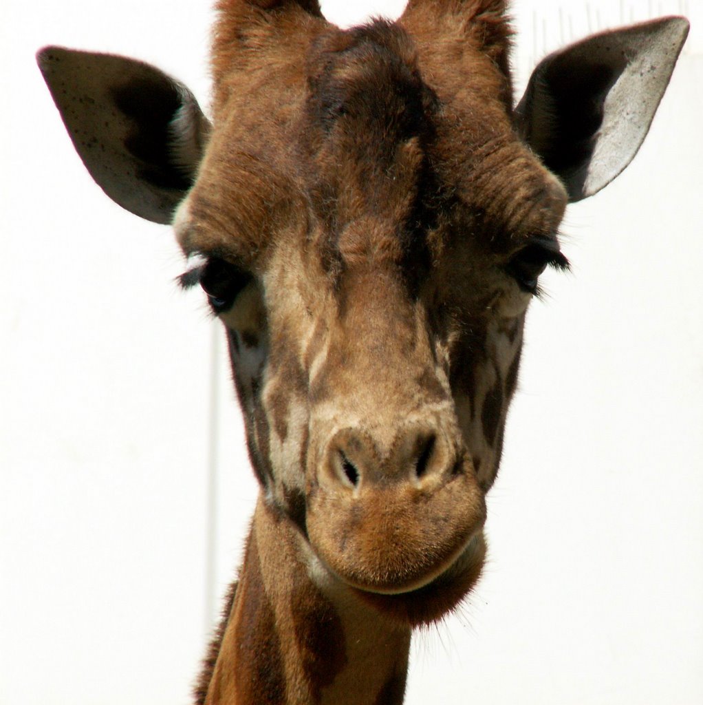 Antwerp Zoo, giraffe by Juut