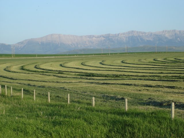 Fresh cut hay by alkane