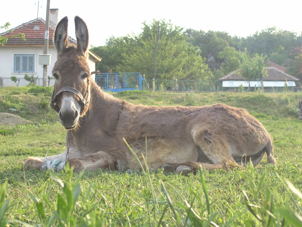 Fauna Autoctona - Tsar Simeonovo by VARA