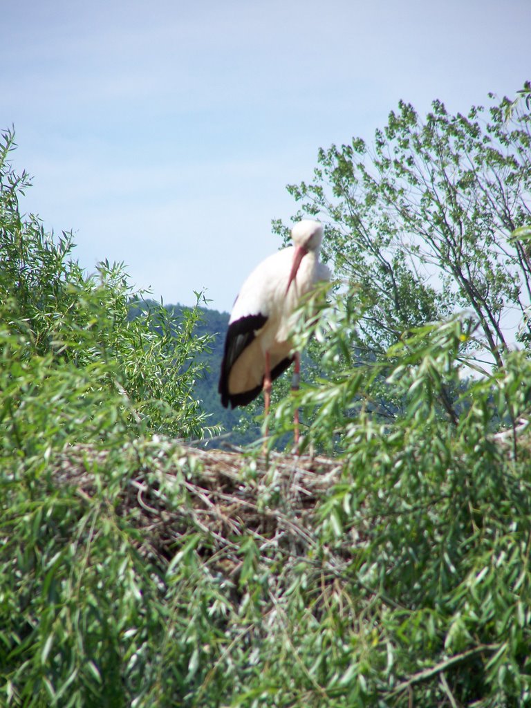 Cigogne by the humanbender