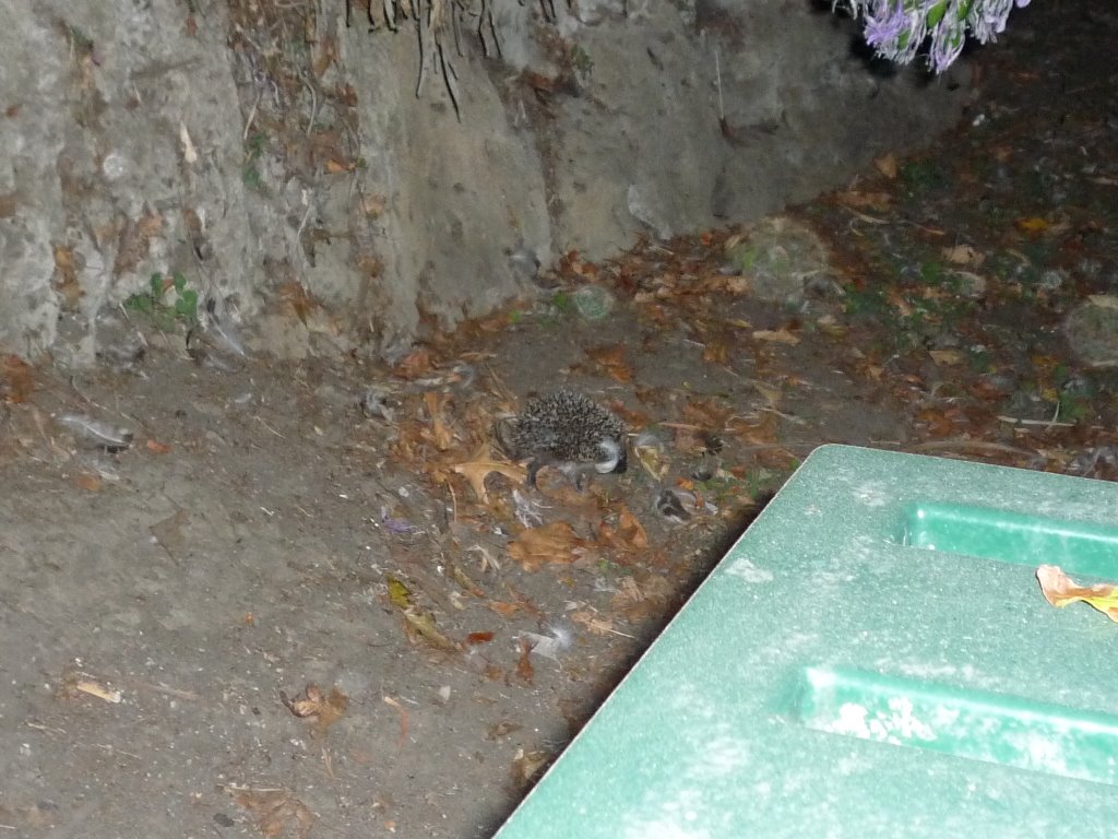 Tour 2009, (0295) A baby hedgehog joins us for supper. by Pete