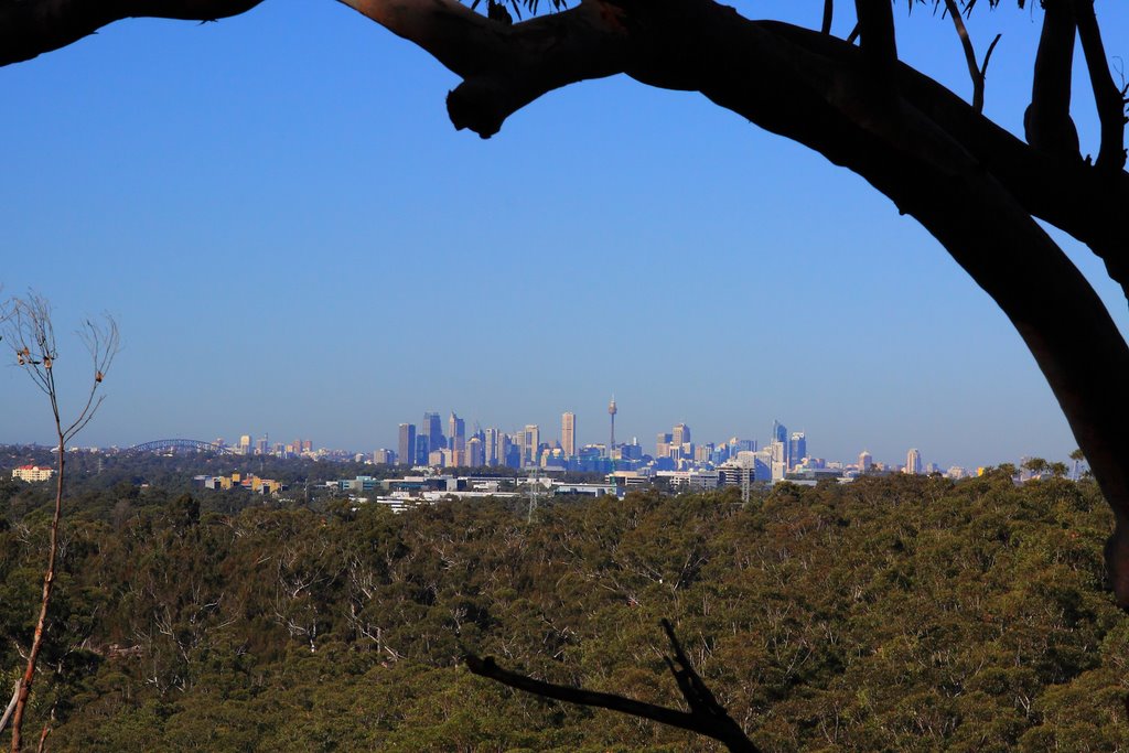 Sydney skyline from Lane Cove National Park by Steve Bennett