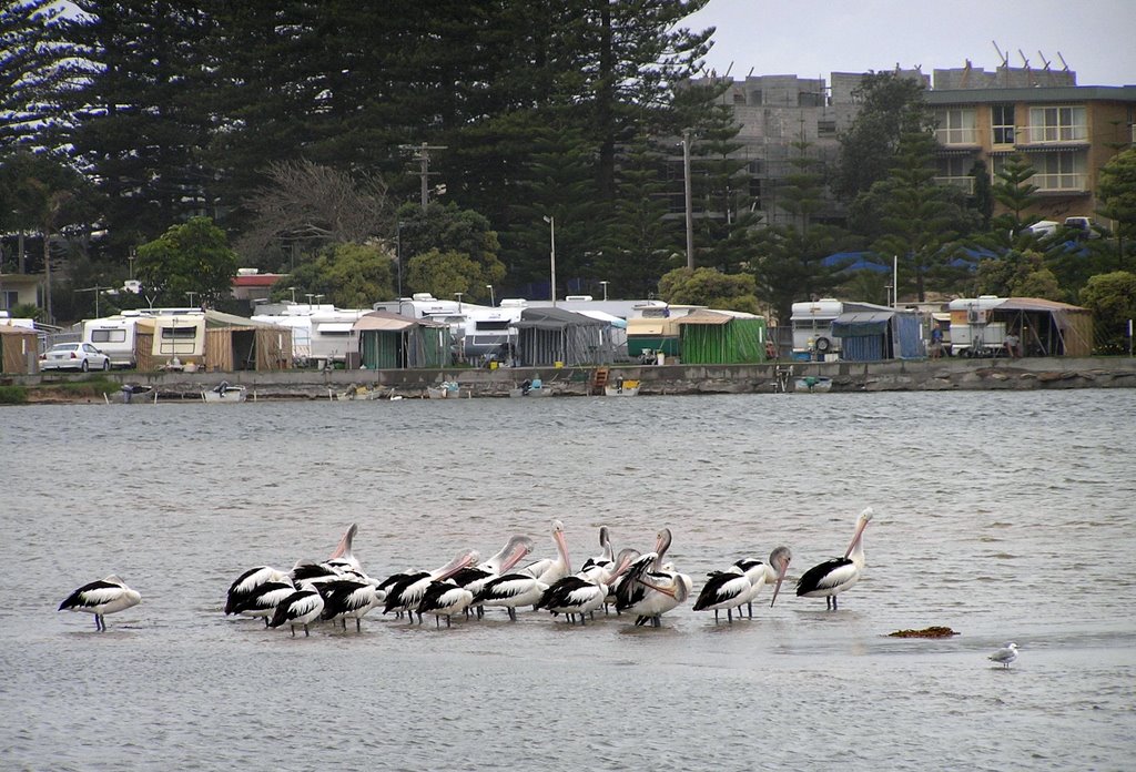 Pelican city at "the entrance" new south wales by clancy of the overflow