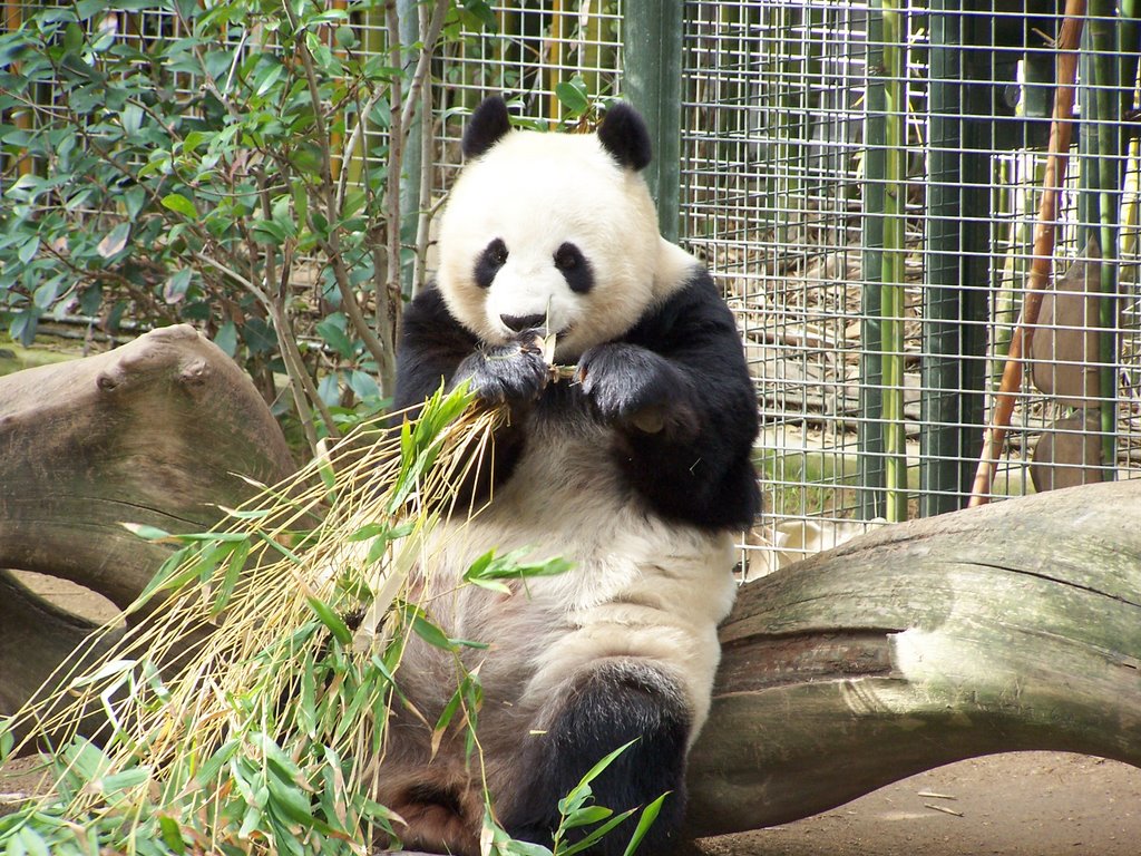 San Diego Zoo Panda 1 by Pestovich