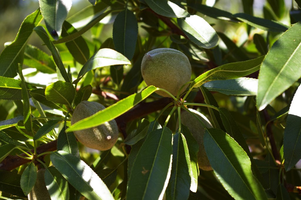 Almond Tree by Guillem Martin