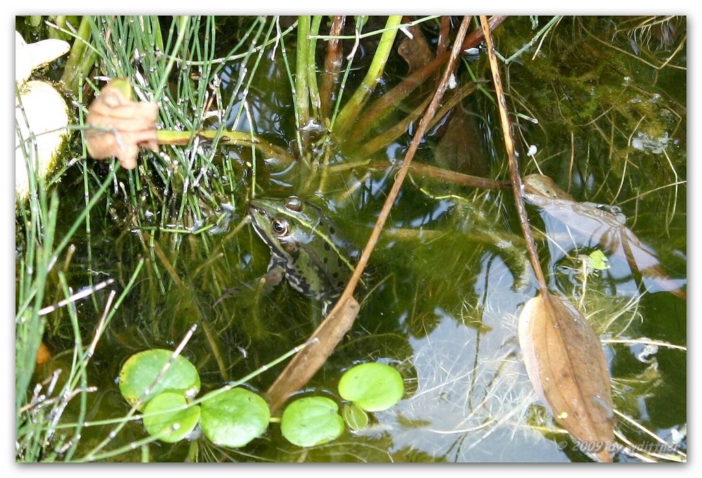 Neuzugang im Gartenteich by wdittner