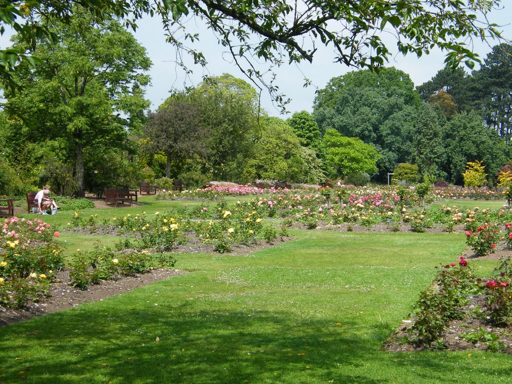 The Rose Garden at Roath Park Cardiff by clivealive