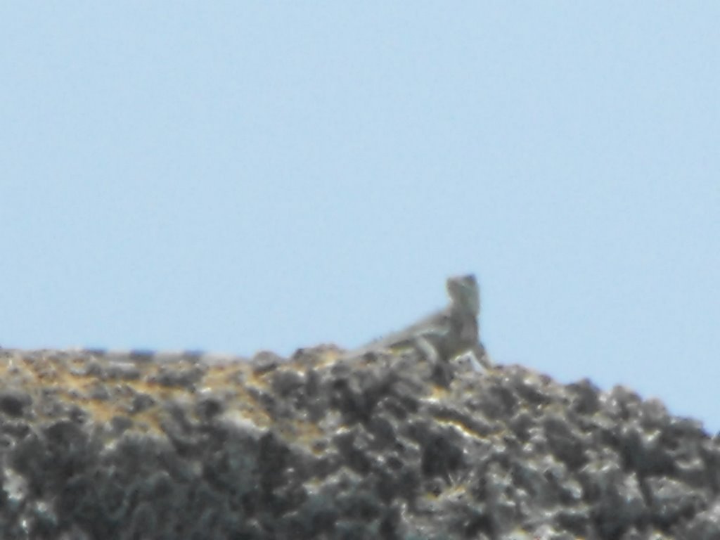 Bonaire, Slagbaai - Iguana by godchild