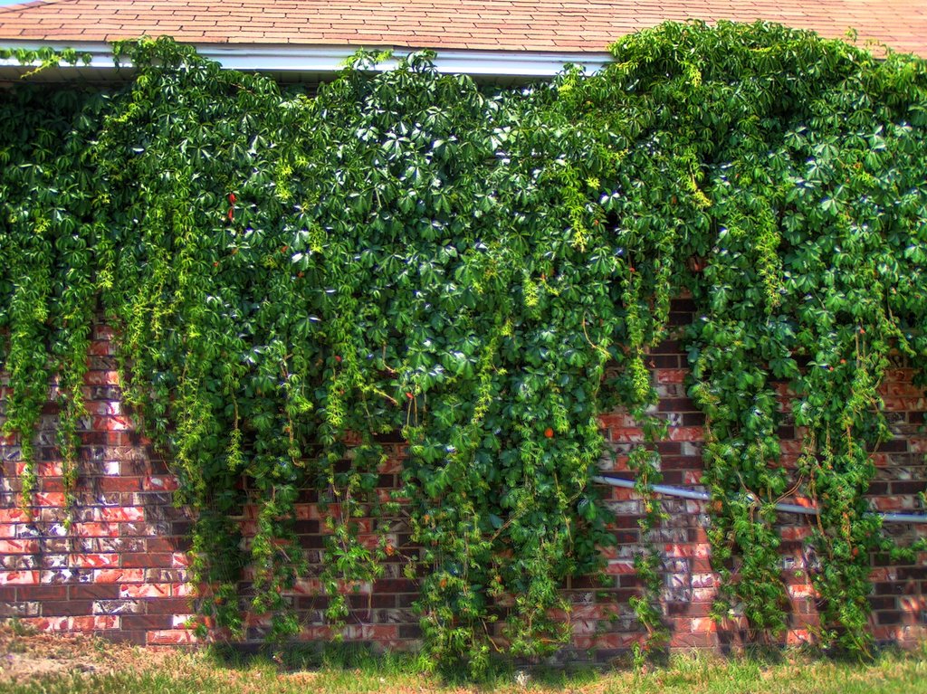 Vines by Brooks Family