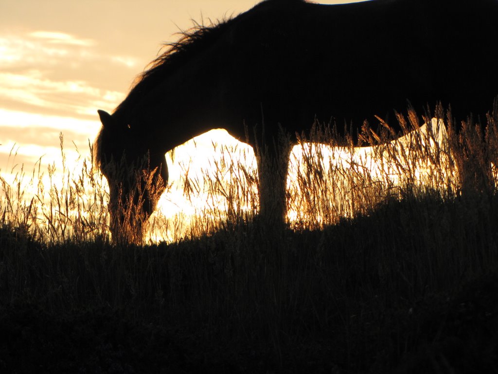 Silhouette of datmoor pony at Haytor Rock by Bigus70