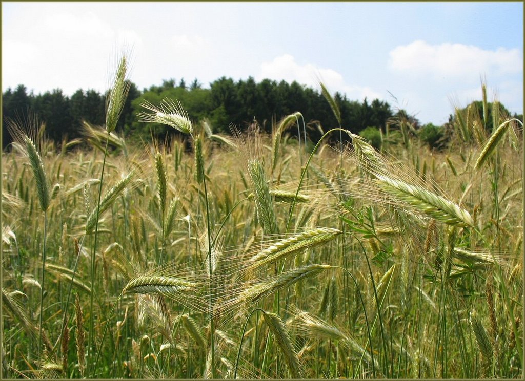 Cornfield (Rogge) by Chris10 ©