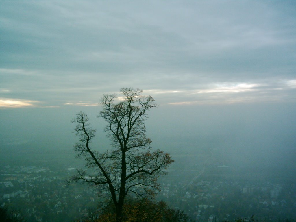 View from Auerbacher Schloß by maurauder