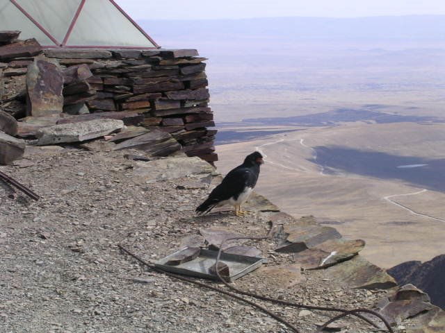 Condor in Chacaltaya by Chondrakis N.