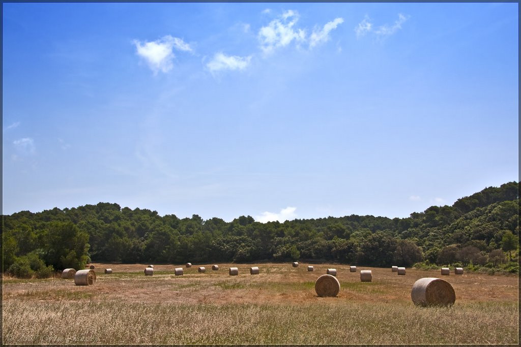 Hay fever, Menorca, Spain by Green Knee