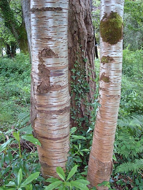 Muckross Gardens: Tree bark by Hazel Coetzee