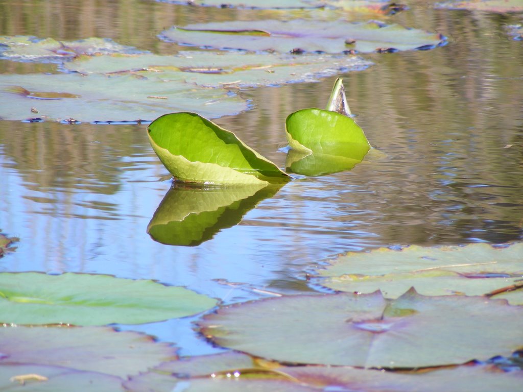 The heart of the Lotus plant by scml