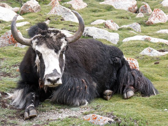 A Yak by wooddler