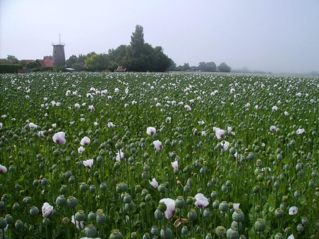 Mohnfeld bei Cadzand, NL by Klaus Mellin