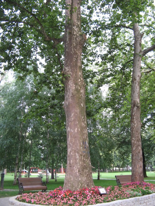 Pančevo, javorolisni platan (platanus acerifolia) by Dejan Kovačević