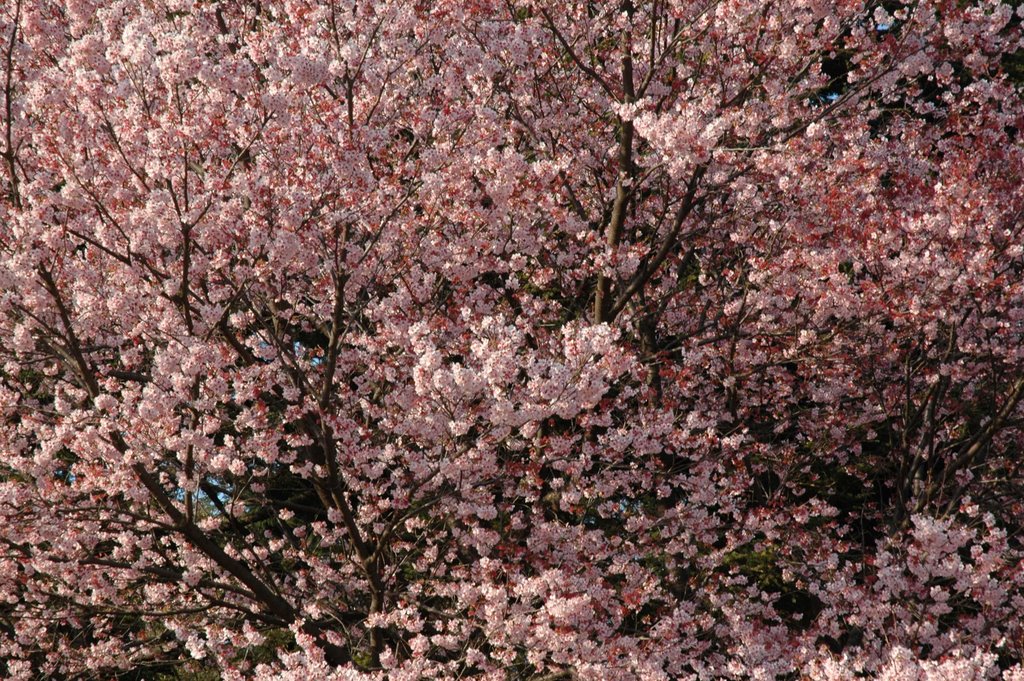 SAKURA by Toshihide KANAYA