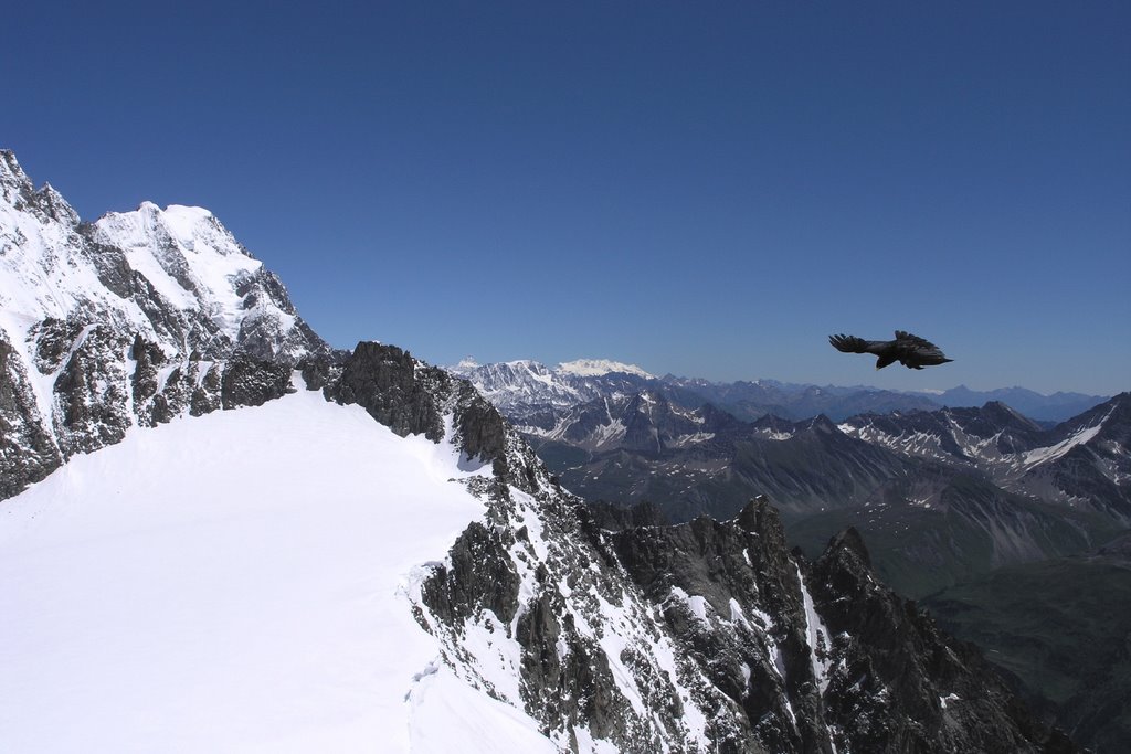 Mont Blanc - Gracchio in volo by Ferro_1