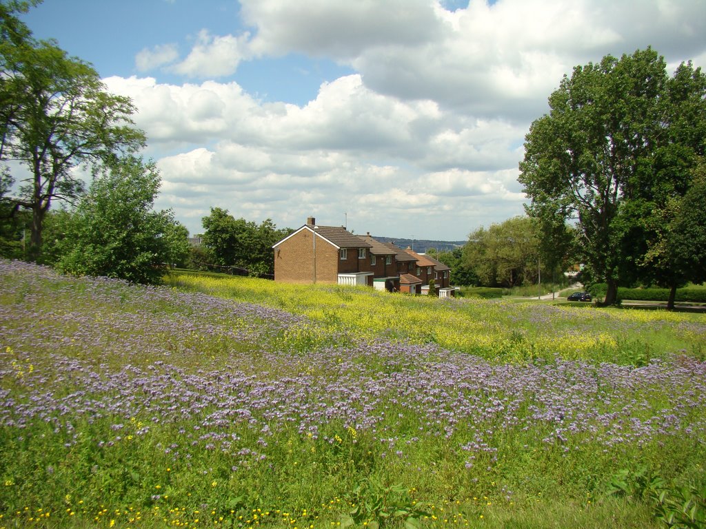 Wild flower meadow looking towards Beaumont Road North houses, Manor Park, Sheffield S2 by sixxsix