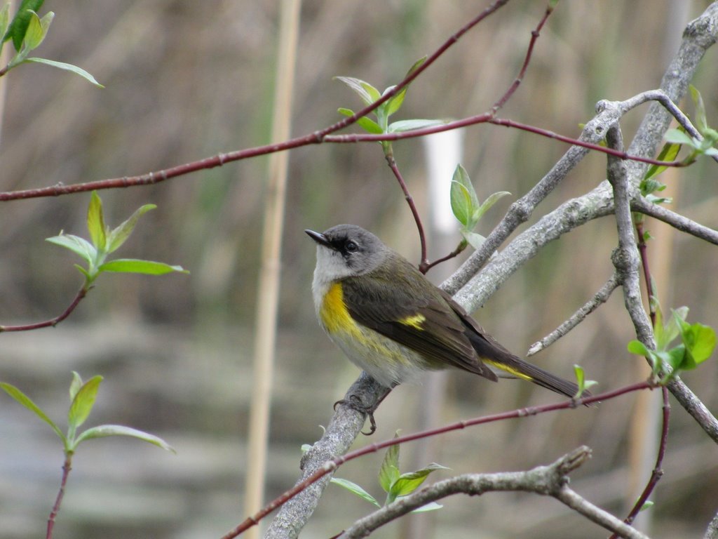 Spring Migration 2009 - Female Redstart by natureguy42