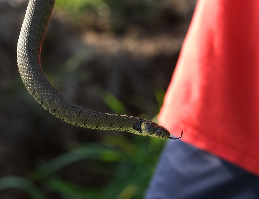 European Grass Snake or Ringed Snake, Ringelnatter, Couleuvre à Collier, Ringslang (Natrix natrix) by Erik van den Ham