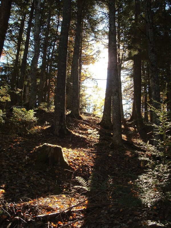 Sun in the Trees - Gaspereau Valley by picweaver