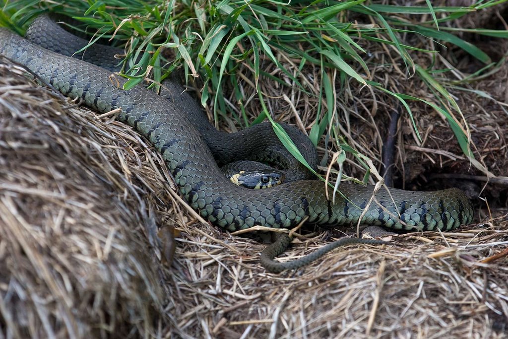 European Grass Snake or Ringed Snake, Ringelnatter, Couleuvre à Collier, Ringslang (Natrix natrix) by Erik van den Ham