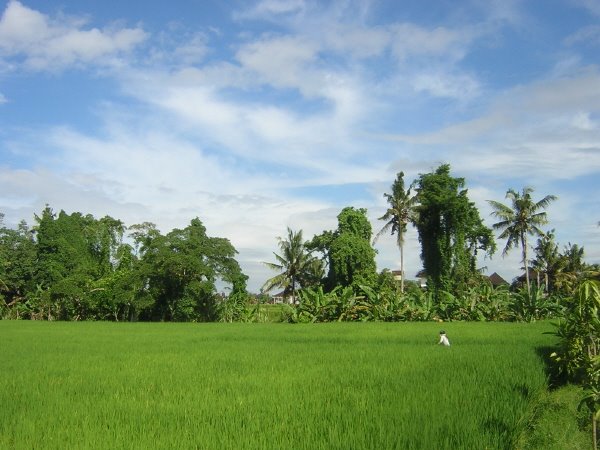 Ubud, the rice field in front of kunang-kunang guest house by chol-e