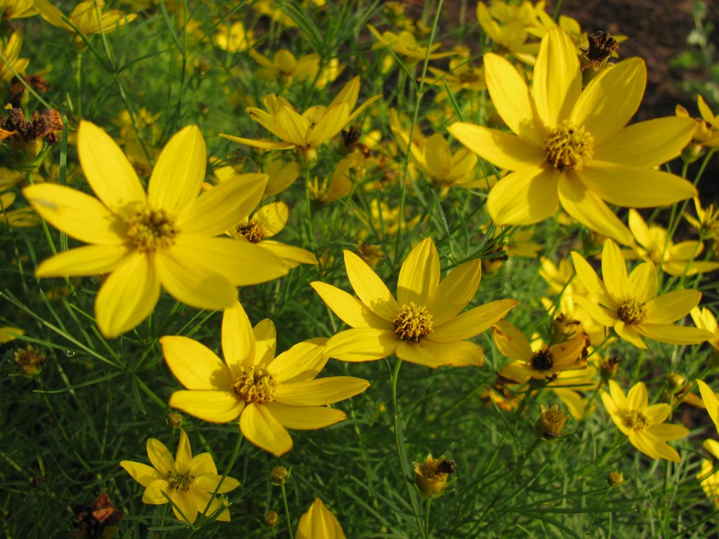 Four Beautiful Flowers by Todd Stahlecker