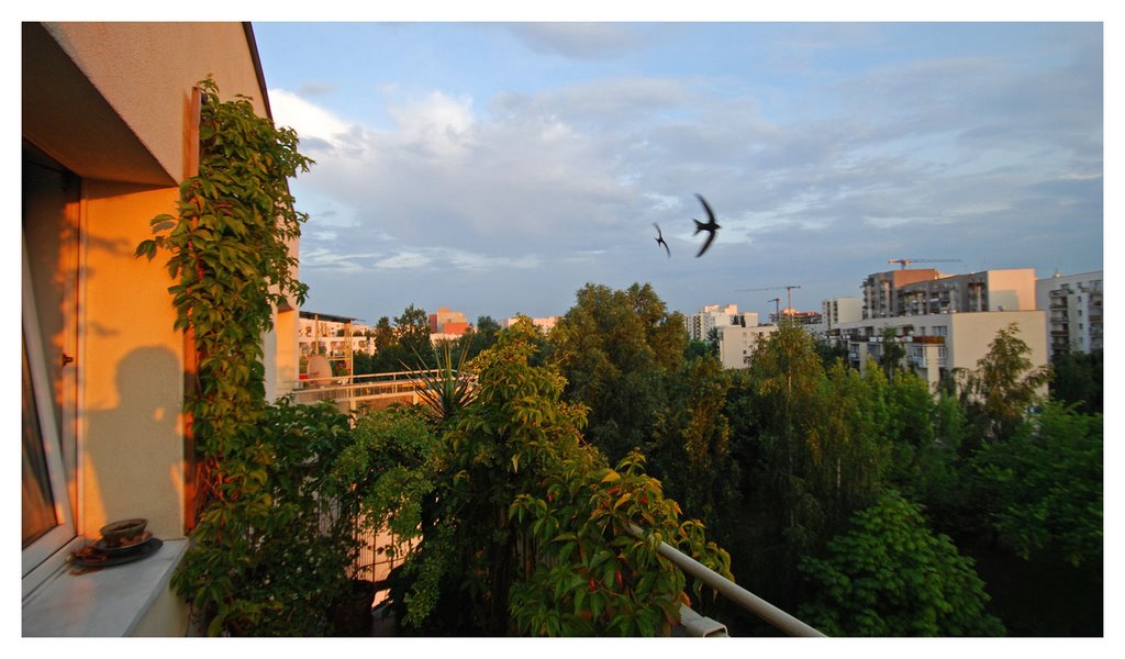 My swifts, 2009 by Jerzy Szygiel