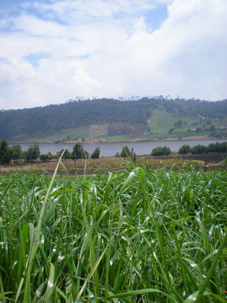 Siembra de raygrass finca san jorge subachoque by jorge eslava