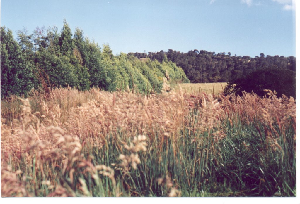 Potrero finca san jorge subachoque by jorge eslava