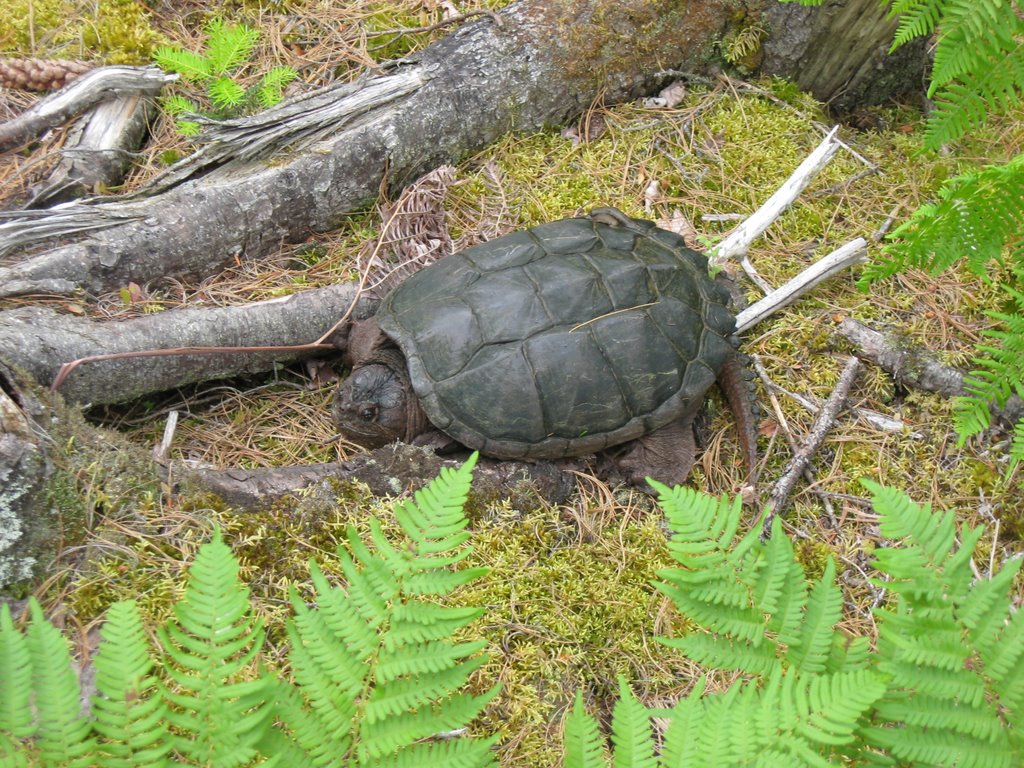 Snapping Turtle by dakota2003