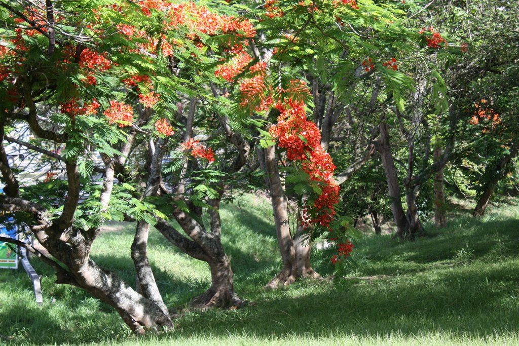 Flamboyanes-Cayey by Ricardo David Jusino