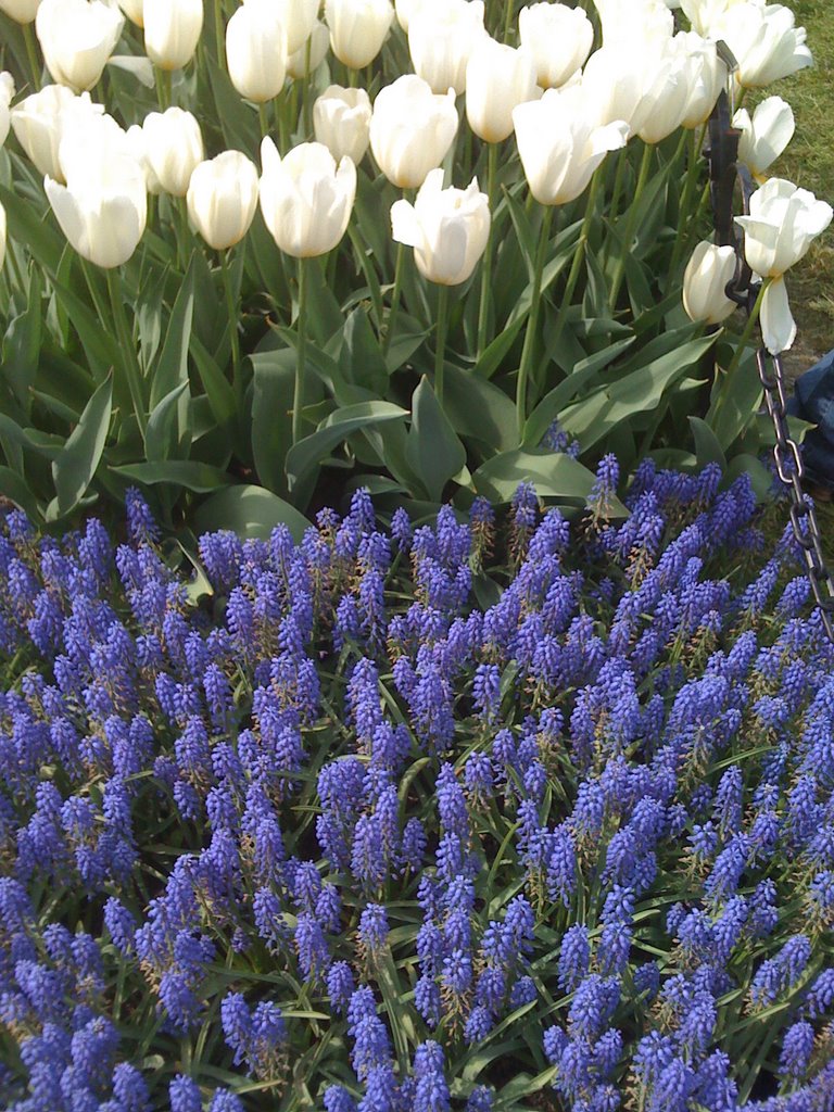 Tulip Festival, Mother's Day 2009, Albany, NY by ann13820