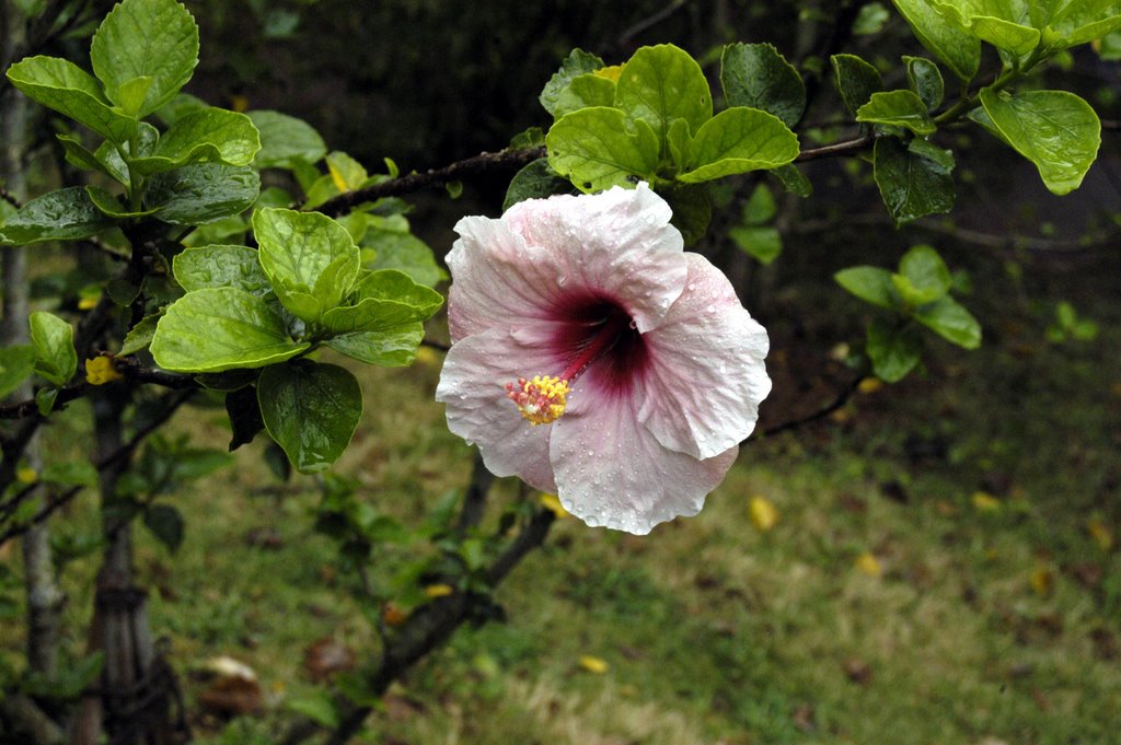 Fleur dans jardin chinois FUKUSHU EN by Emmanuel Gabolde