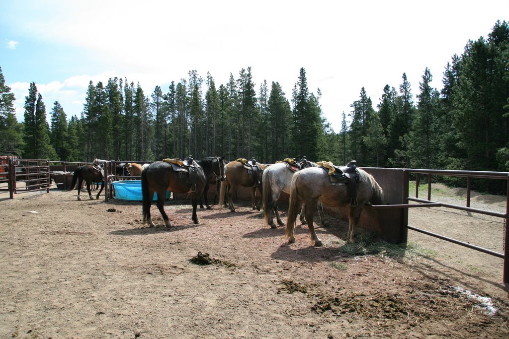 String of horses at the Glacier Creek Stable in Rocky Mountain National Park by Richard Ryer