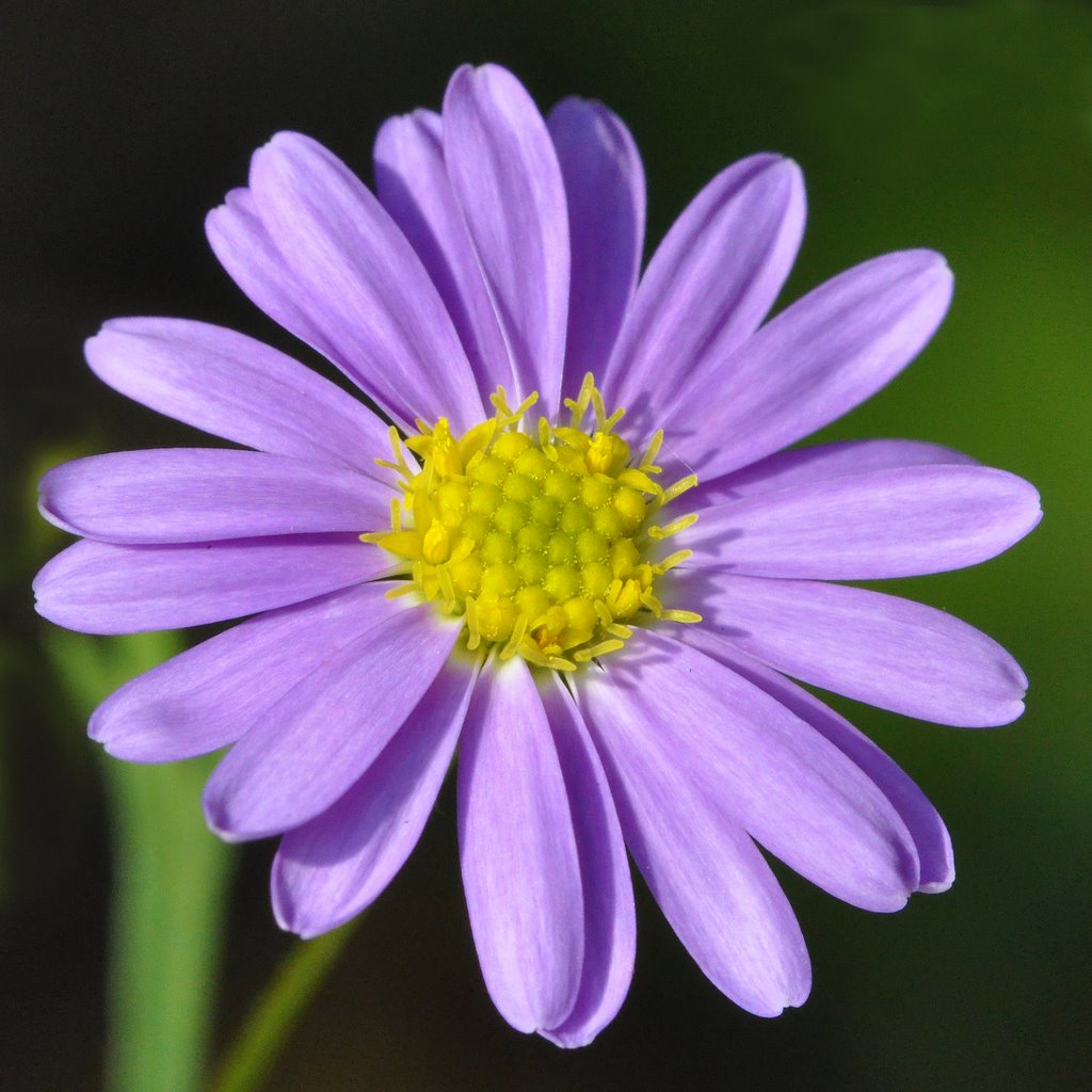 Anemone blanda 'Blue Shades' by Ria Maat