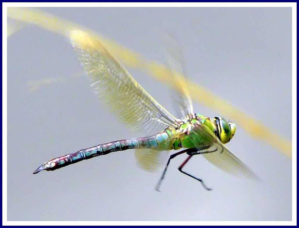 Große Königslibelle (Anax imperator) Emperor Dragonfly by ©junebug