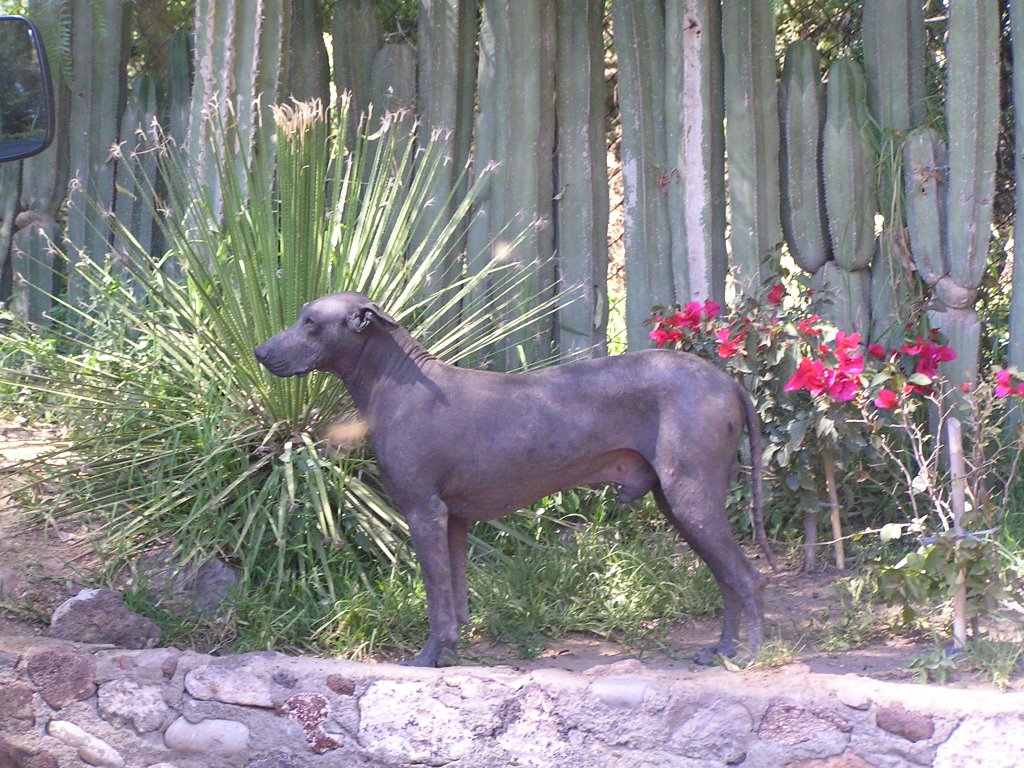 Xoloitzcuintle : perro azteca sin pelo by Xerardo