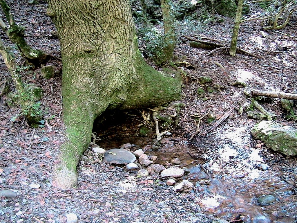 Font del Pont Cabradís, entre les arrels d'un freixe by Isidre Blanc