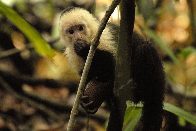 GPS Data, Manuel Antonio, white-faced Capucin by Louis-Michel Désert