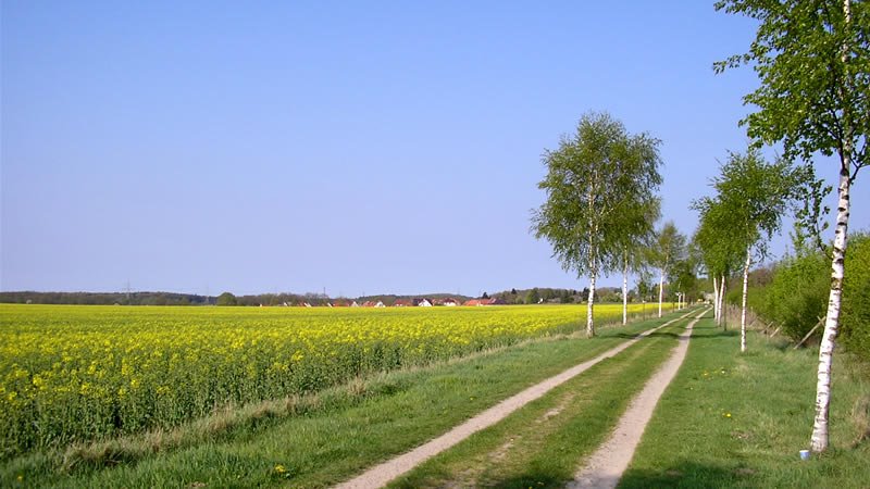 Frühling bei Reppenstedt by micha2