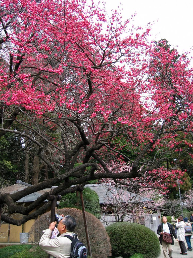 Kairakuen Park (Ume apricot) by Yaibou