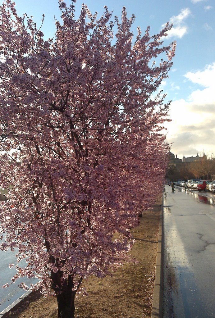 Almond blossom. by spiritualizedkaos