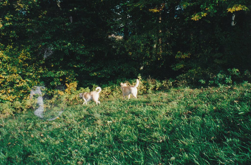 Wandern nach Rheineck by Frieda Spitaller