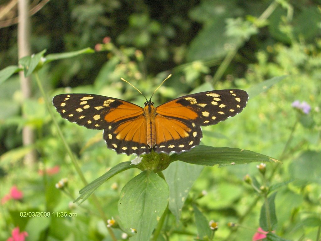 Santander Rionegro Guayana Mariposa Amarilla by Hernando Suarez Salo…